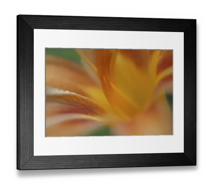 Framed Print : Day lily abstract Framed Print : Day lily abstract