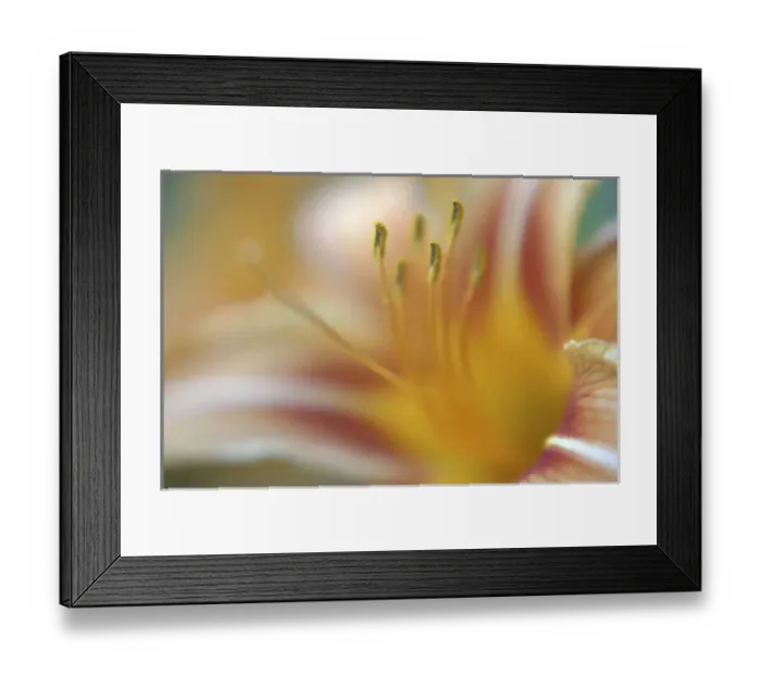 Framed Print : Day lily abstract