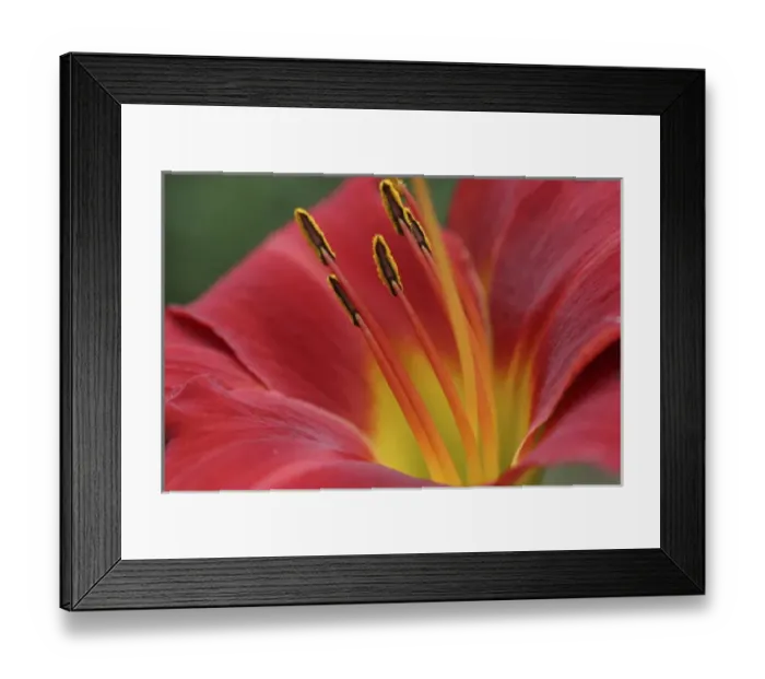 Framed Print : Red lily abstract Framed Print : Red lily abstract