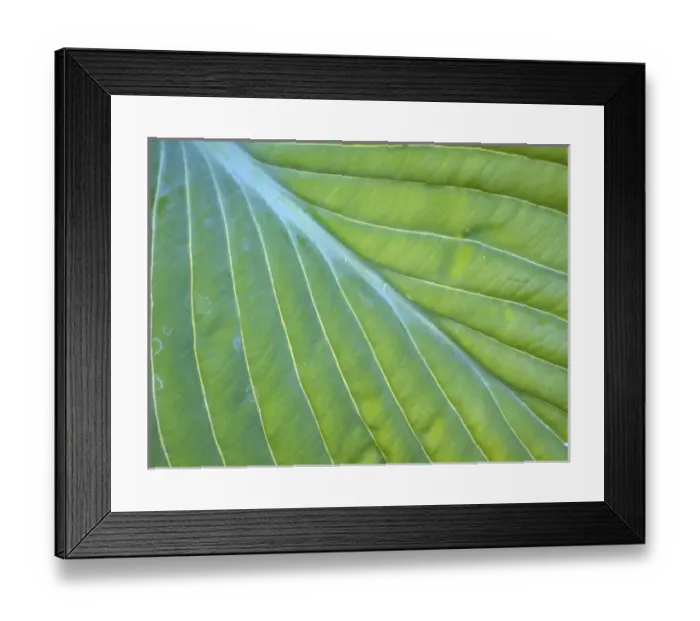 Framed Print : Hosta leaf closeup