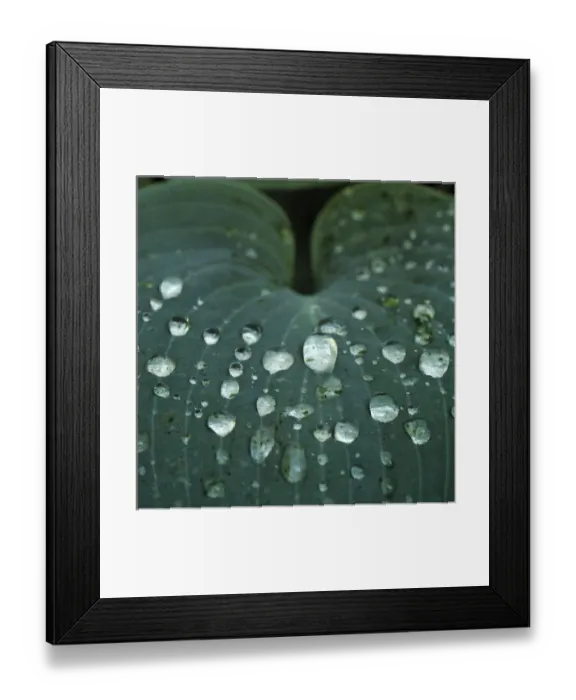 Framed Print : Hosta leaf with dew