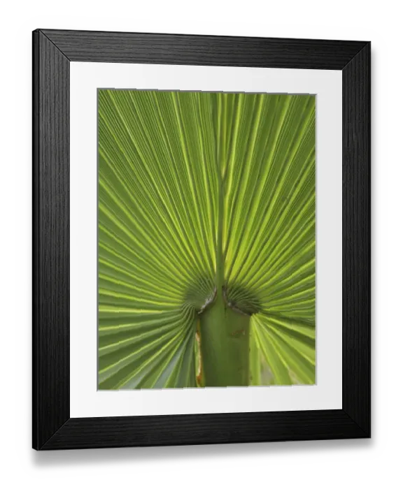 Framed Print : Detail of Palm Tree Frond Framed Print : Detail of Palm Tree Frond