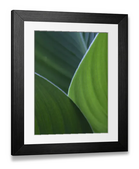 Framed Print : Hosta leaf abstract