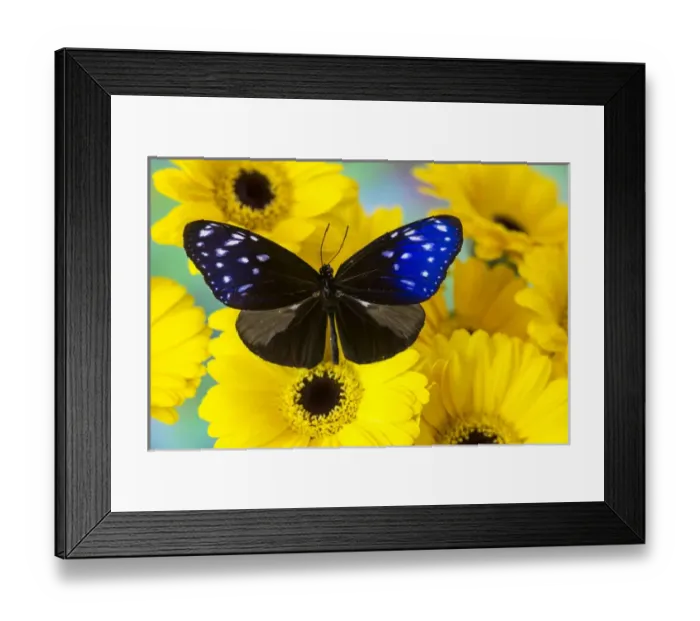 Framed Print : Butterfly the Striped Blue Crow, Euphoea mulcider Framed Print : Butterfly the Striped Blue Crow, Euphoea mulcider