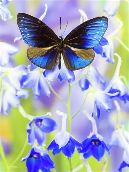 Blue Crow Butterfly, Euphoea mulciber subvisaya