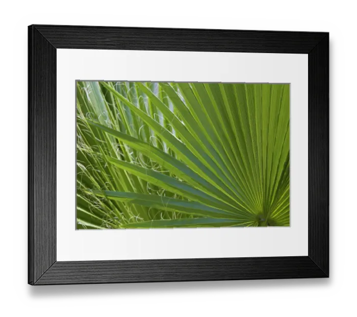 Framed Print : Detail of Palm Tree Frond Framed Print : Detail of Palm Tree Frond
