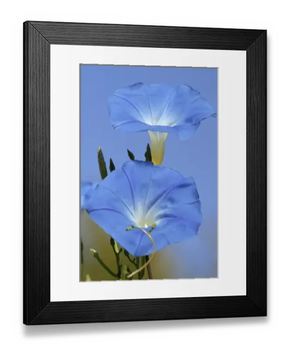 Framed Print : Morning Glory Framed Print : Morning Glory