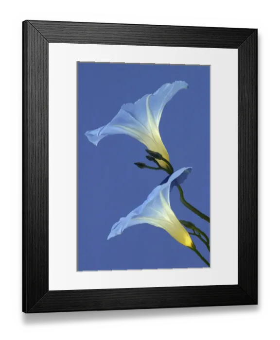 Framed Print : Morning Glory Framed Print : Morning Glory