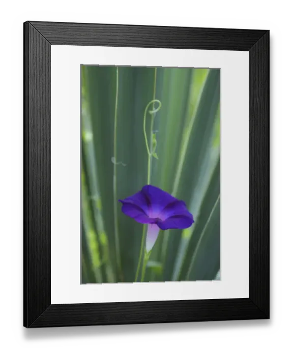 Framed Print : Morning Glory