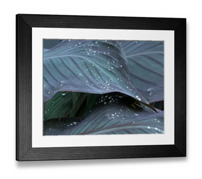 Framed Print : Hosta leaf with dew drops close up Framed Print : Hosta leaf with dew drops close up