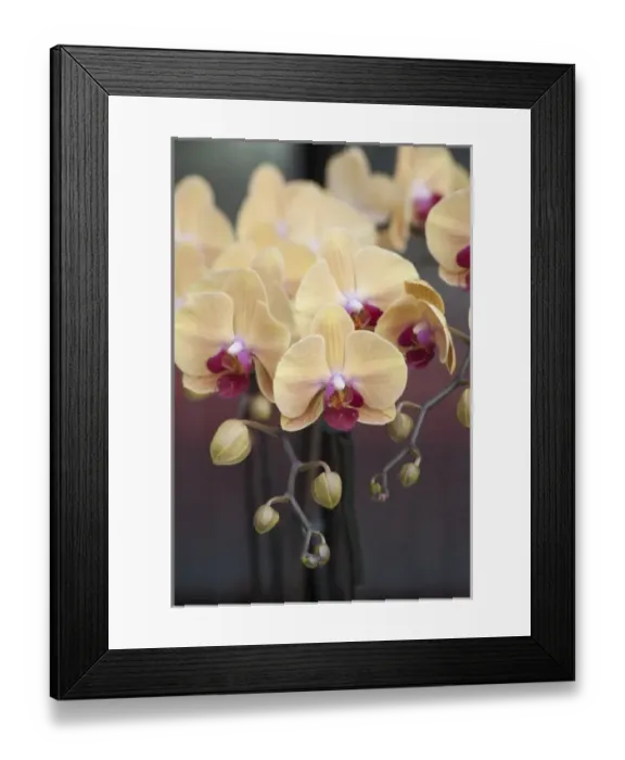 Framed Print : Orchid Study Framed Print : Orchid Study