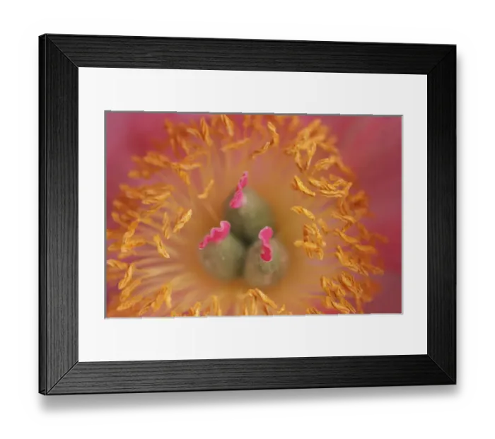 Framed Print : Peony Abstract