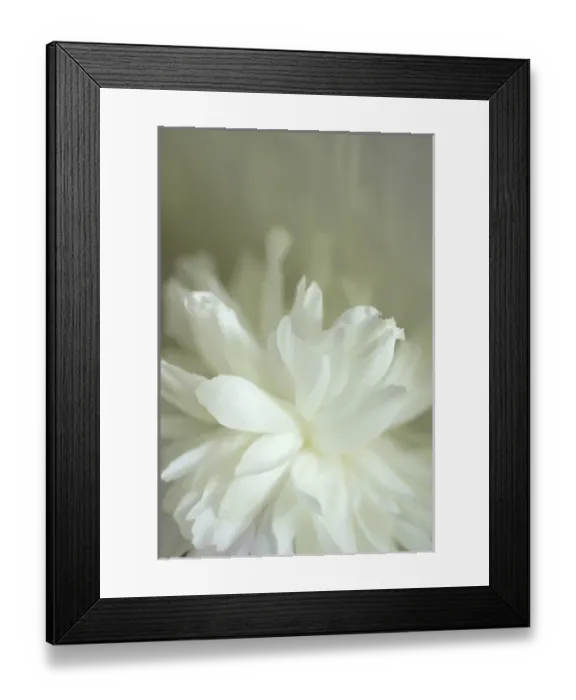 Framed Print : Peony Abstract
