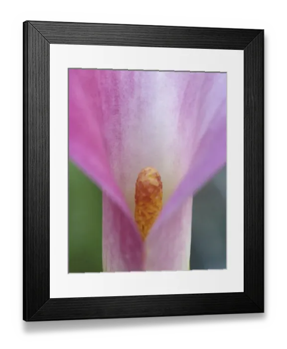 Framed Print : Pink Calla Lily Closeup Framed Print : Pink Calla Lily Closeup