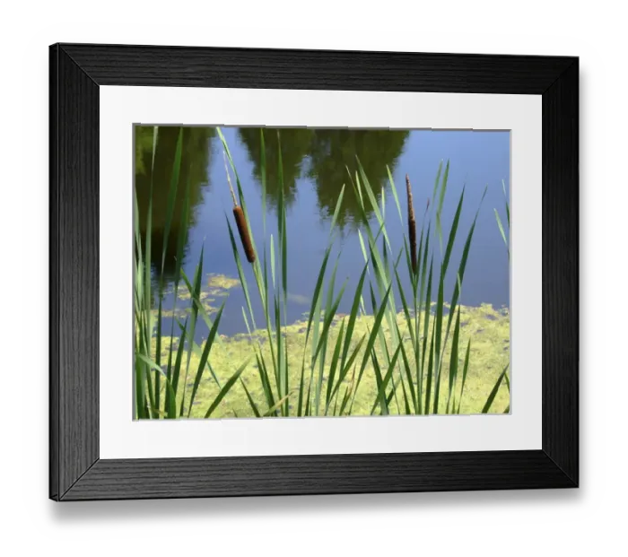 Framed Print : Pond Framed Print : Pond