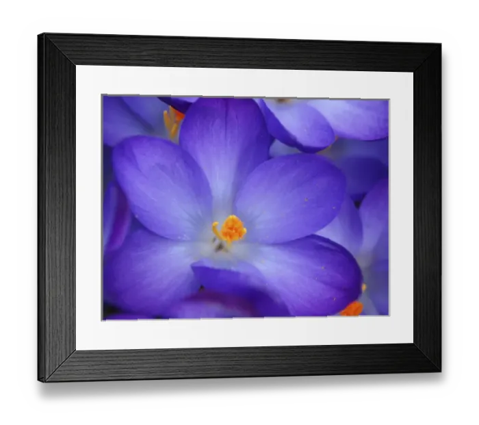 Framed Print : Purple Crocus closeup Framed Print : Purple Crocus closeup