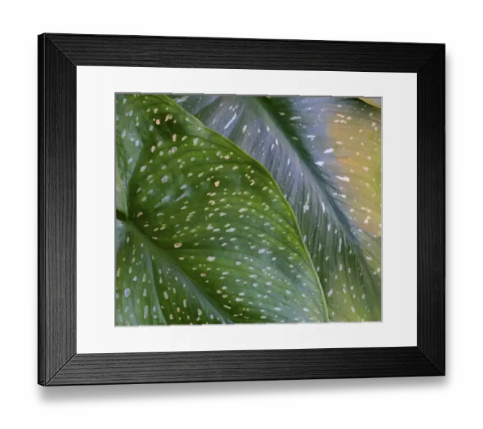 Framed Print : Calla spotted leaf abstract Framed Print : Calla spotted leaf abstract