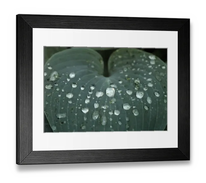 Framed Print : Hosta leaf with dew drops close up Framed Print : Hosta leaf with dew drops close up