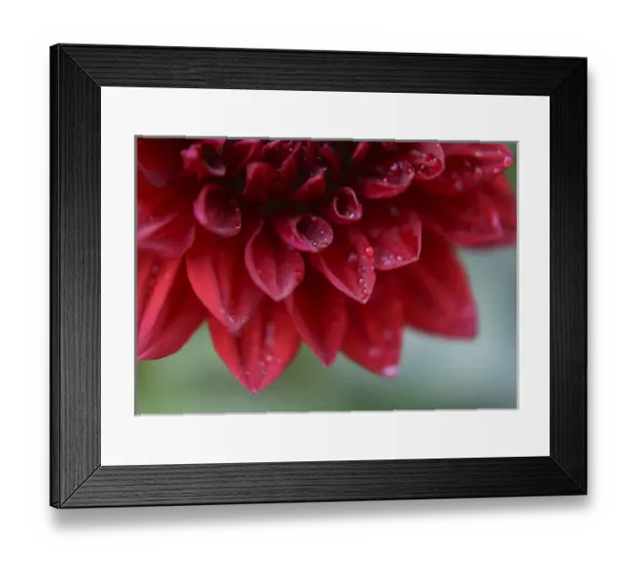 Framed Print : Dahlia Abstract Framed Print : Dahlia Abstract