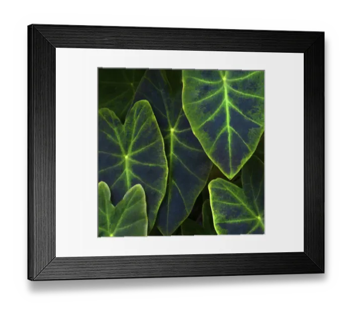 Framed Print : Elephant Ear leaves detail