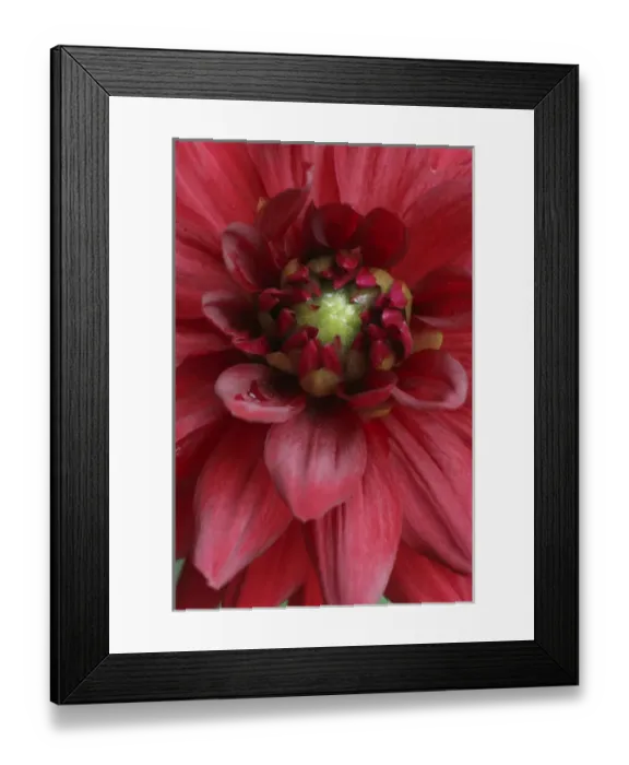 Framed Print : Dahlia Abstract Framed Print : Dahlia Abstract
