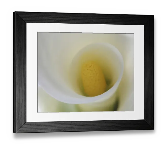 Framed Print : White Calla Lily Abstract