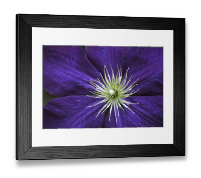 Framed Print : Clematis flower detail Framed Print : Clematis flower detail