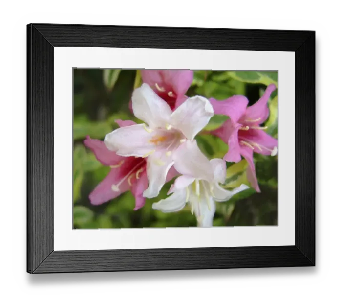 Framed Print : Lily