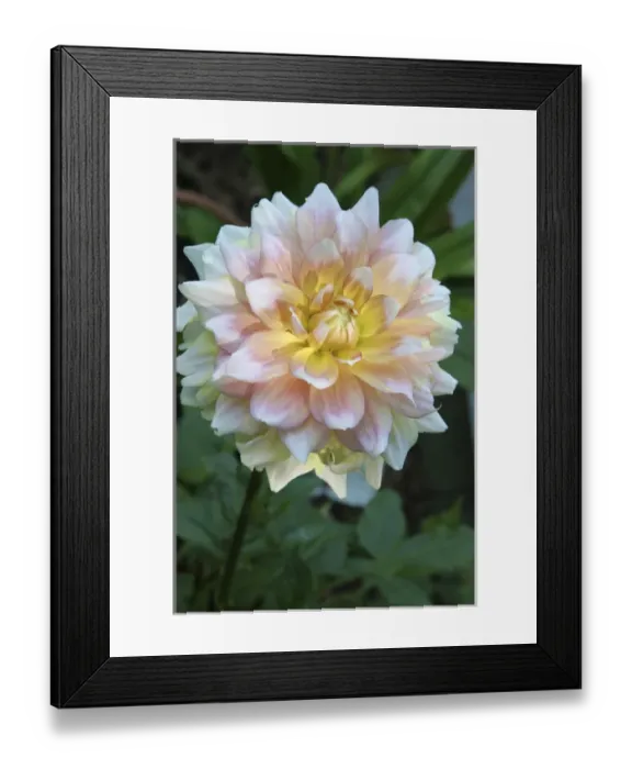 Framed Print : Dahlia Abstract Framed Print : Dahlia Abstract