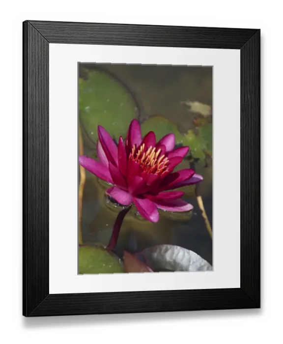 Framed Print : Magenta Waterlily Framed Print : Magenta Waterlily
