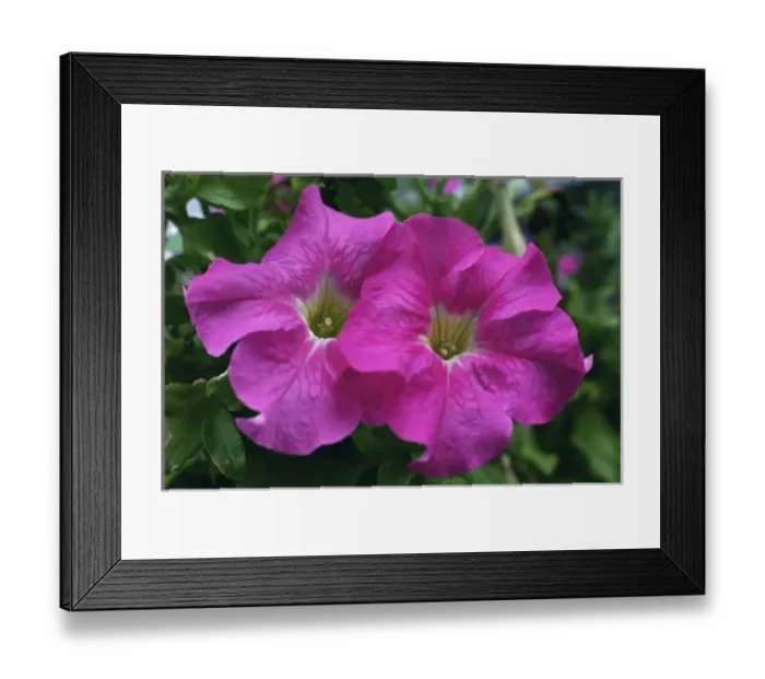 Framed Print : Pink Petunia Framed Print : Pink Petunia