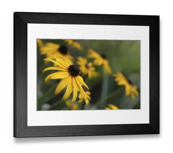 Framed Print : Black Eyed Susan Framed Print : Black Eyed Susan