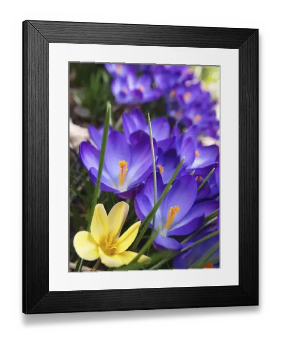 Framed Print : Purple crocus Framed Print : Purple crocus