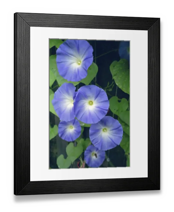 Framed Print : Morning Glory Framed Print : Morning Glory