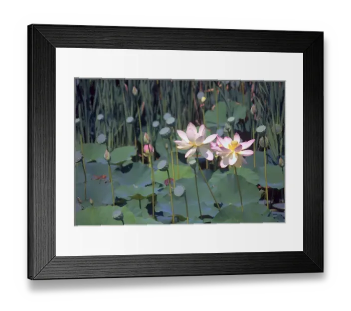 Framed Print : Lotus Framed Print : Lotus