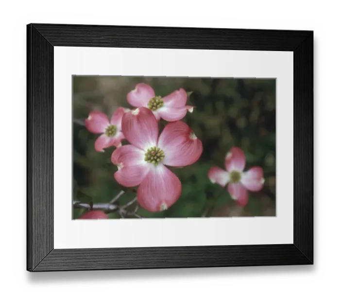 Framed Print : Pink dogwood blooms Framed Print : Pink dogwood blooms