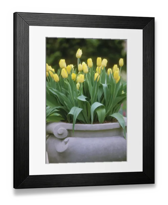 Framed Print : Tulip Garden Framed Print : Tulip Garden