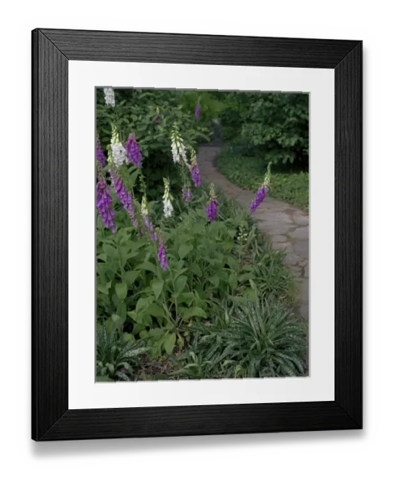 Framed Print : Foxglove Garden Path Framed Print : Foxglove Garden Path