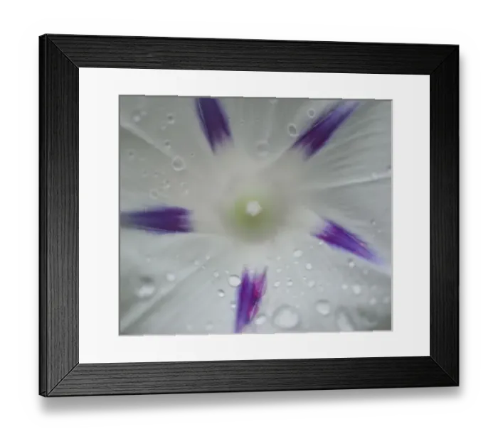 Framed Print : Morning Glory