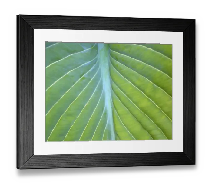 Framed Print : Hosta leaf closeup