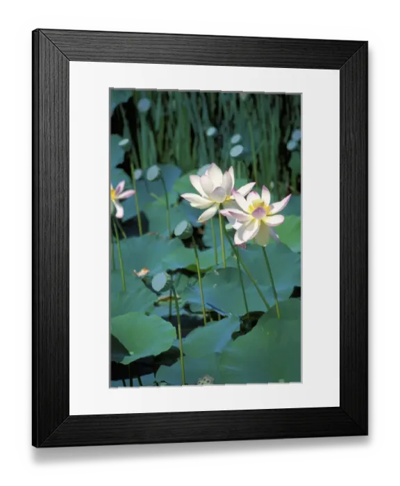Framed Print : Lotus