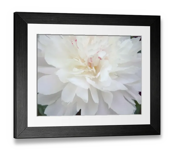 Framed Print : Peony Abstract