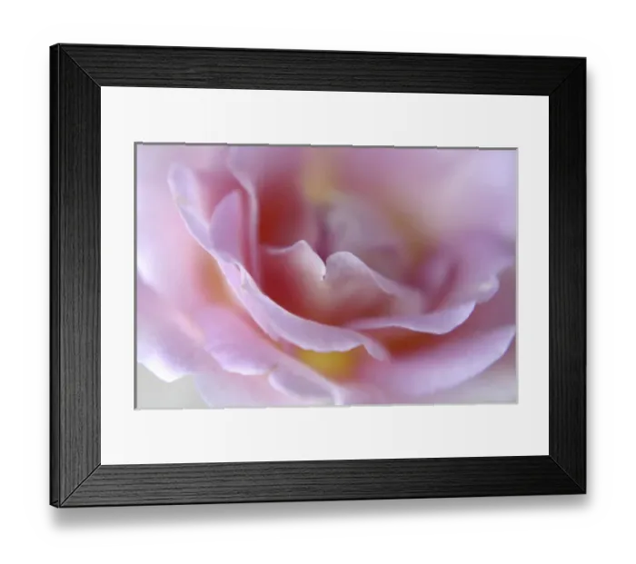Framed Print : Rose Abstract Framed Print : Rose Abstract