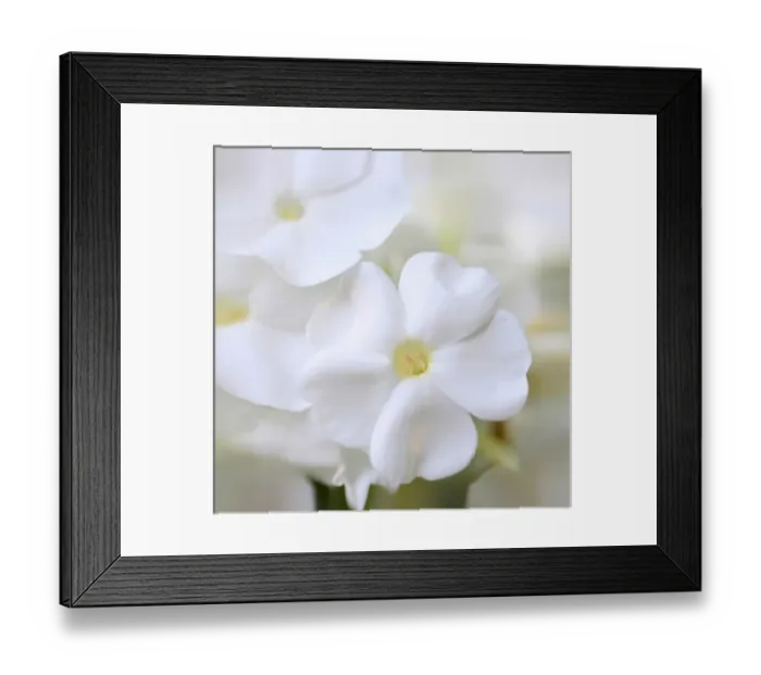 Framed Print : White Phlox Framed Print : White Phlox