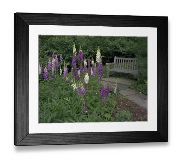 Framed Print : Foxglove Garden Path with Bench Framed Print : Foxglove Garden Path with Bench