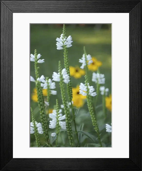 Framed Print : Wildflower Closup Framed Print : Wildflower Closup