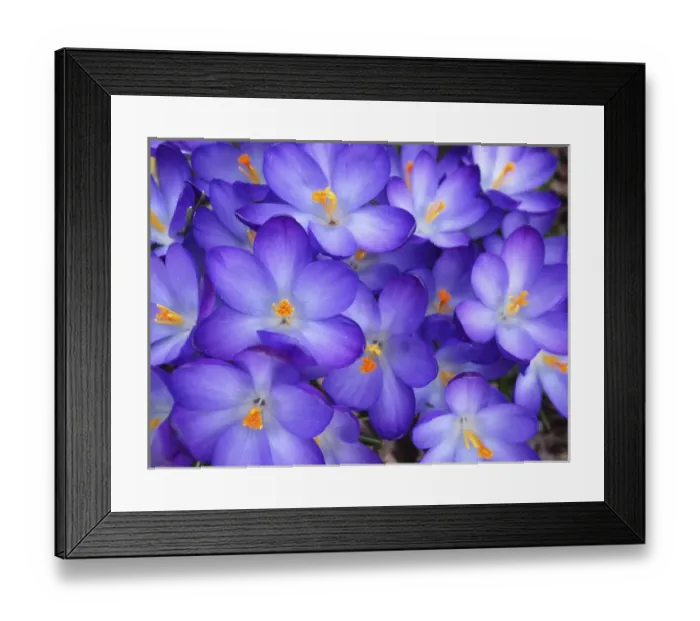 Framed Print : Purple Crocus closeup Framed Print : Purple Crocus closeup