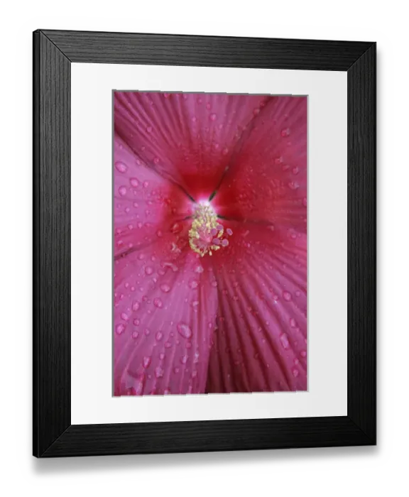 Framed Print : Red Hibiscus Abstract Framed Print : Red Hibiscus Abstract