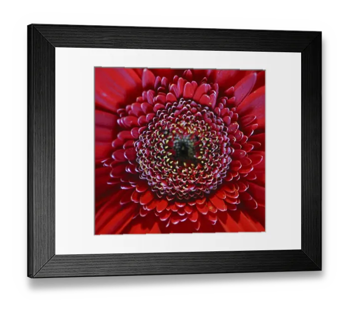 Framed Print : gerbera, daisy, flower, closeup, study, bloom, red, macro, detail, NA01 AMI0285 Framed Print : gerbera, daisy, flower, closeup, study, bloom, red, macro, detail, NA01 AMI0285