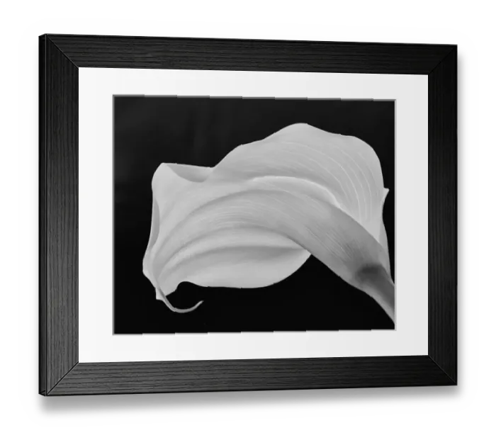 Framed Print : Backlit Calla Lily
